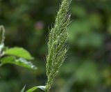 Echinochloa crus-galli