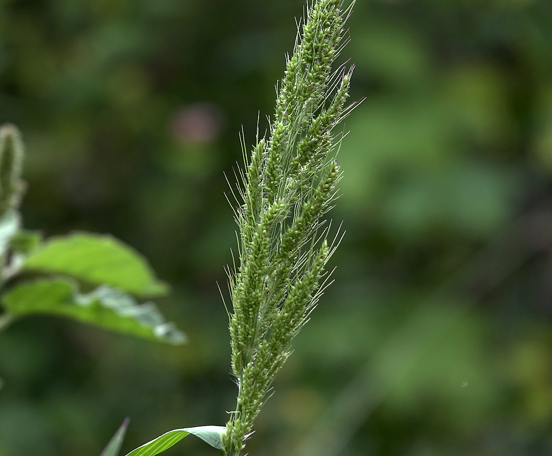 Изображение особи Echinochloa crus-galli.