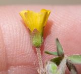 genus Oxalis. Верхушка побега с цветком. Перу, регион Куско, пос. Ollantaytambo, подножие скалы. 11.10.2019.