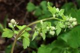 Thalictrum minus