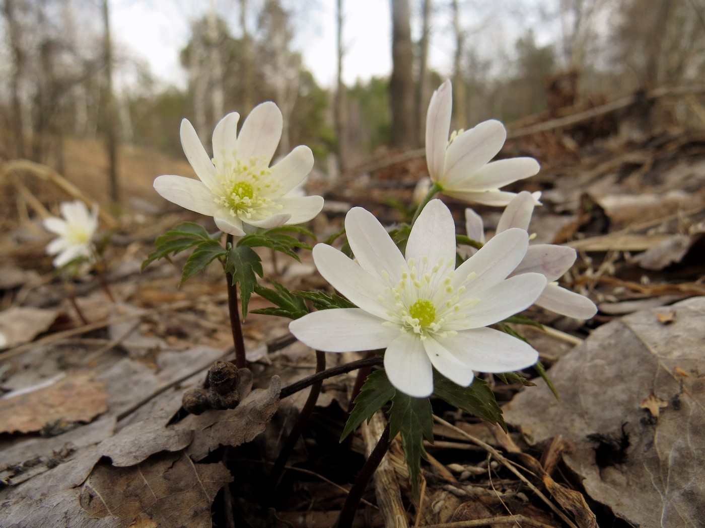 Изображение особи Anemone altaica.