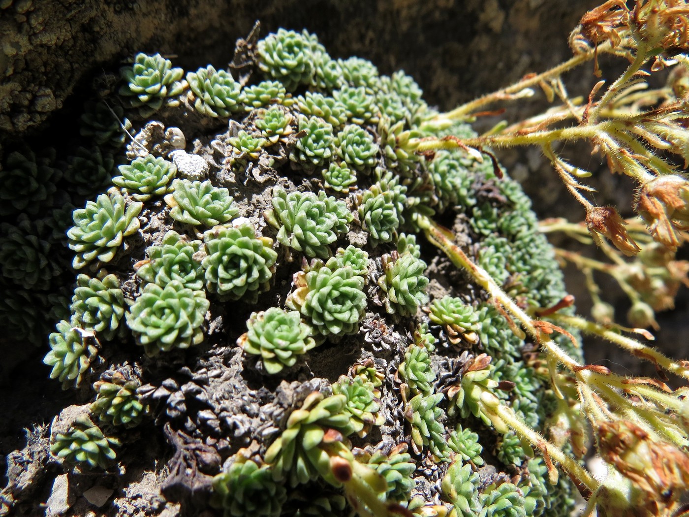 Изображение особи Saxifraga alberti.