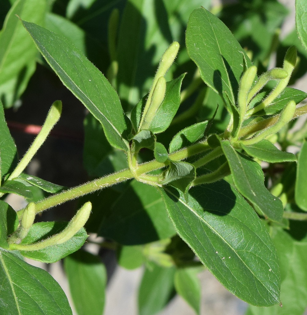 Image of Lonicera japonica specimen.