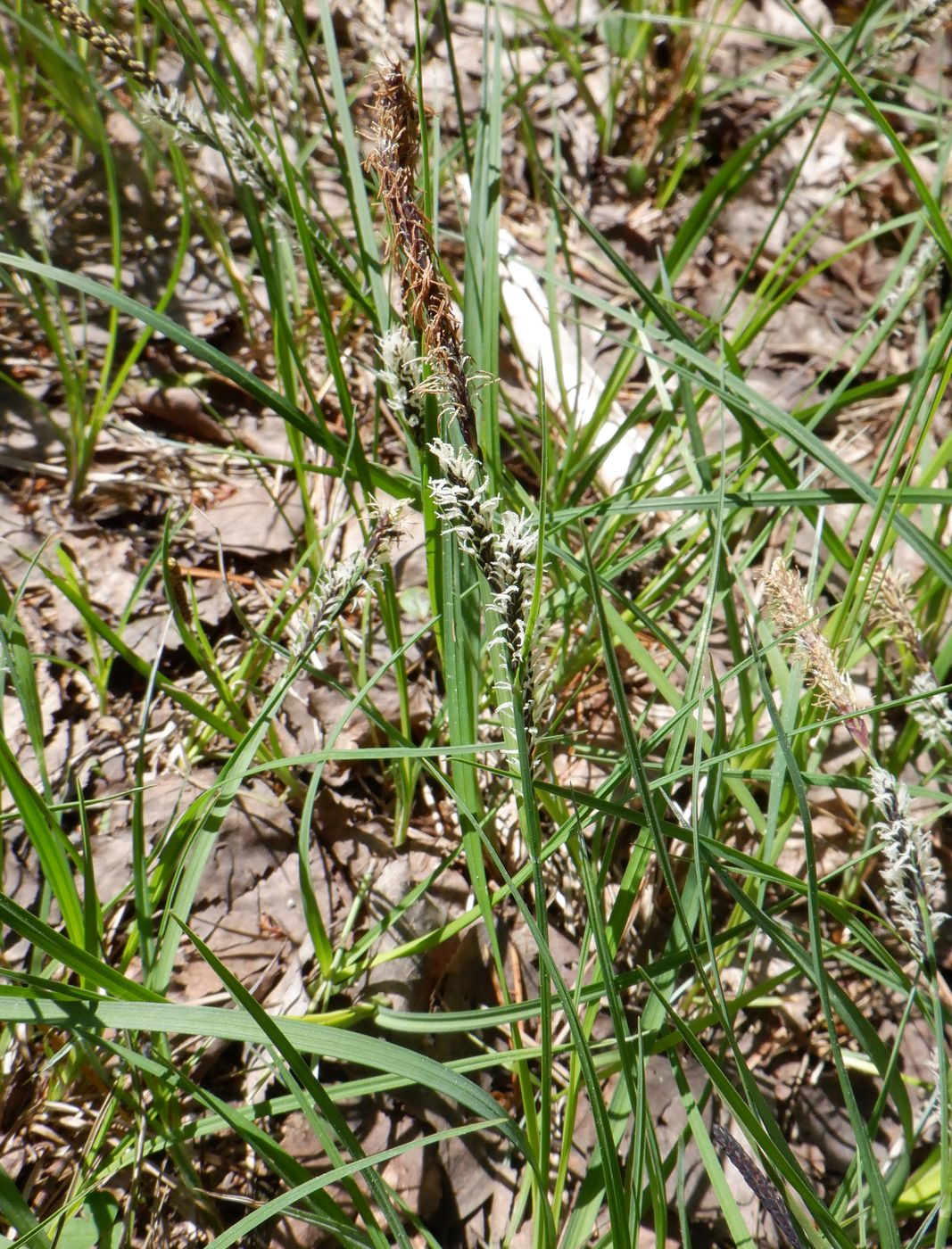 Image of genus Carex specimen.