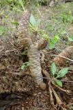 Dorstenia foetida