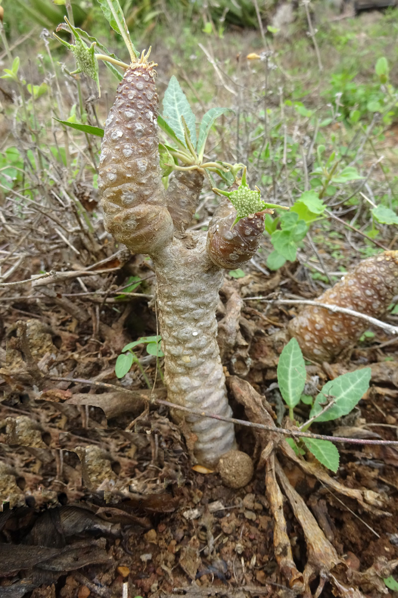 Изображение особи Dorstenia foetida.