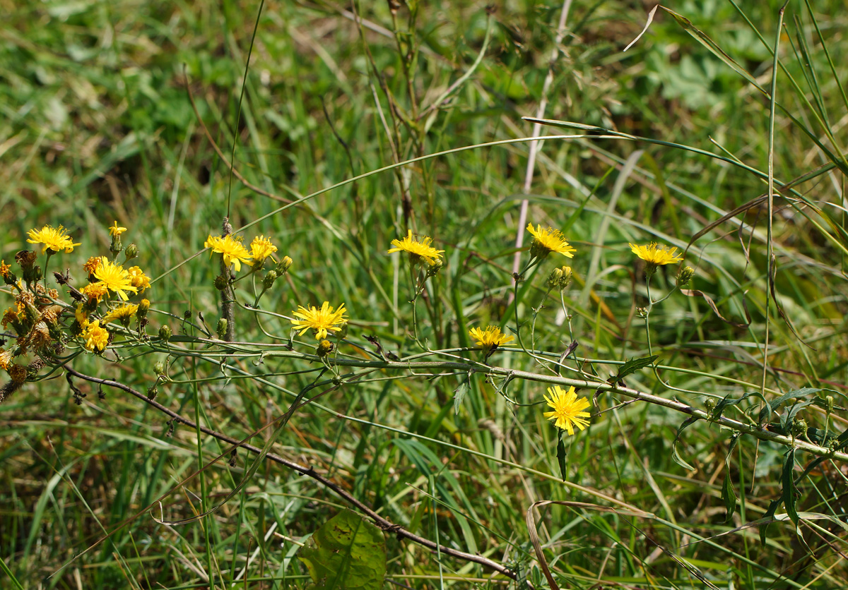 Image of Picris hieracioides specimen.