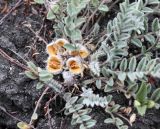 Astragalus testiculatus
