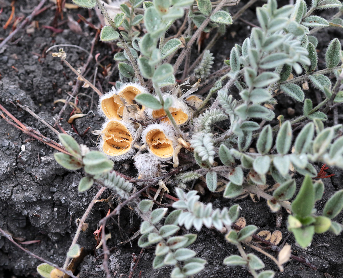 Изображение особи Astragalus testiculatus.