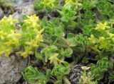 genus Cruciata. Веточки цветущего растения. Кабардино-Балкария, Эльбрусский р-н, долина р. Ирикчат, ок. 3100 м н.у.м., каменистое место. 06.07.2020.