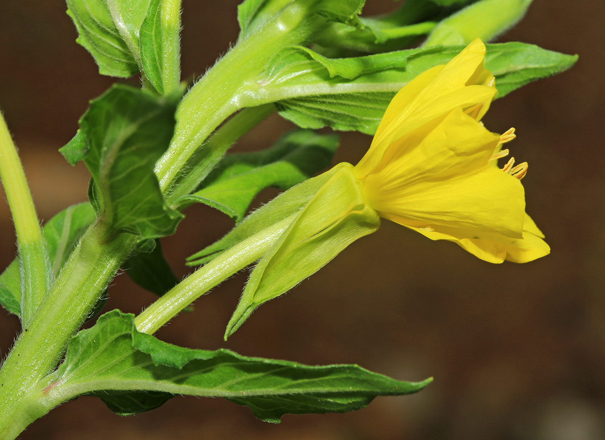 Изображение особи Oenothera villosa.