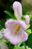 Campanula medium