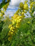 Verbascum lychnitis