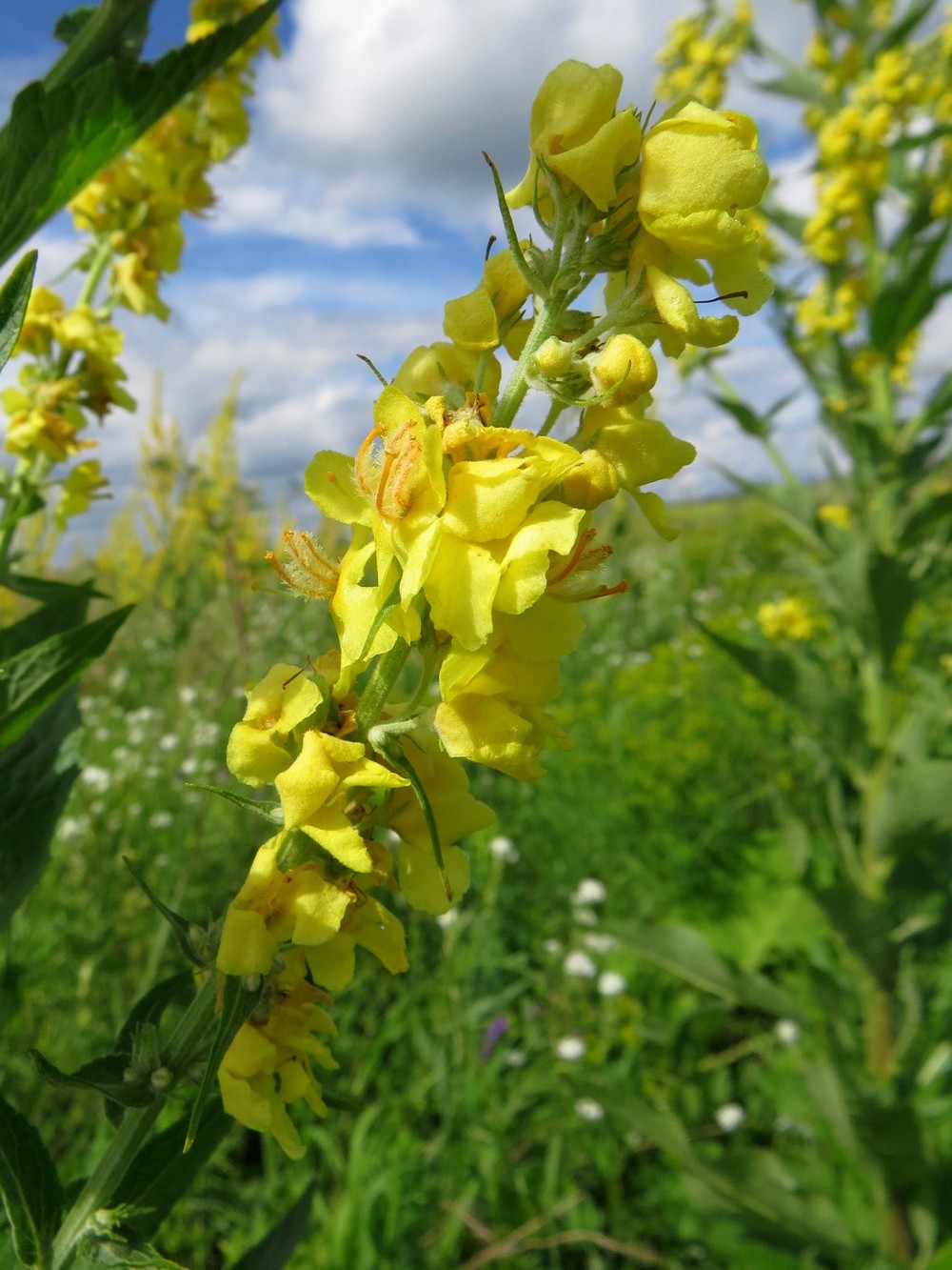 Изображение особи Verbascum lychnitis.