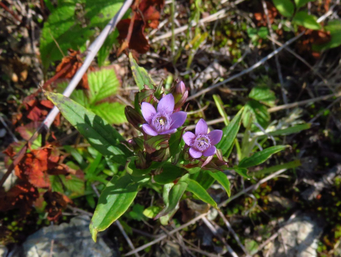 Image of Gentianella amarella specimen.