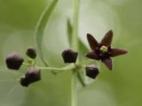 Vincetoxicum scandens