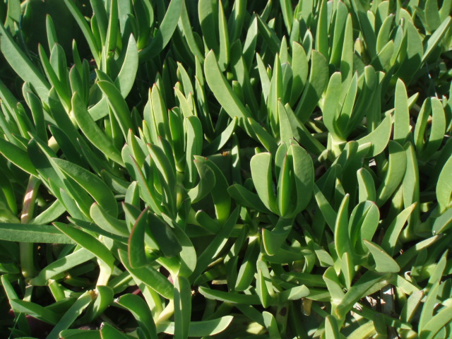 Image of Carpobrotus acinaciformis specimen.