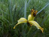 Iris halophila