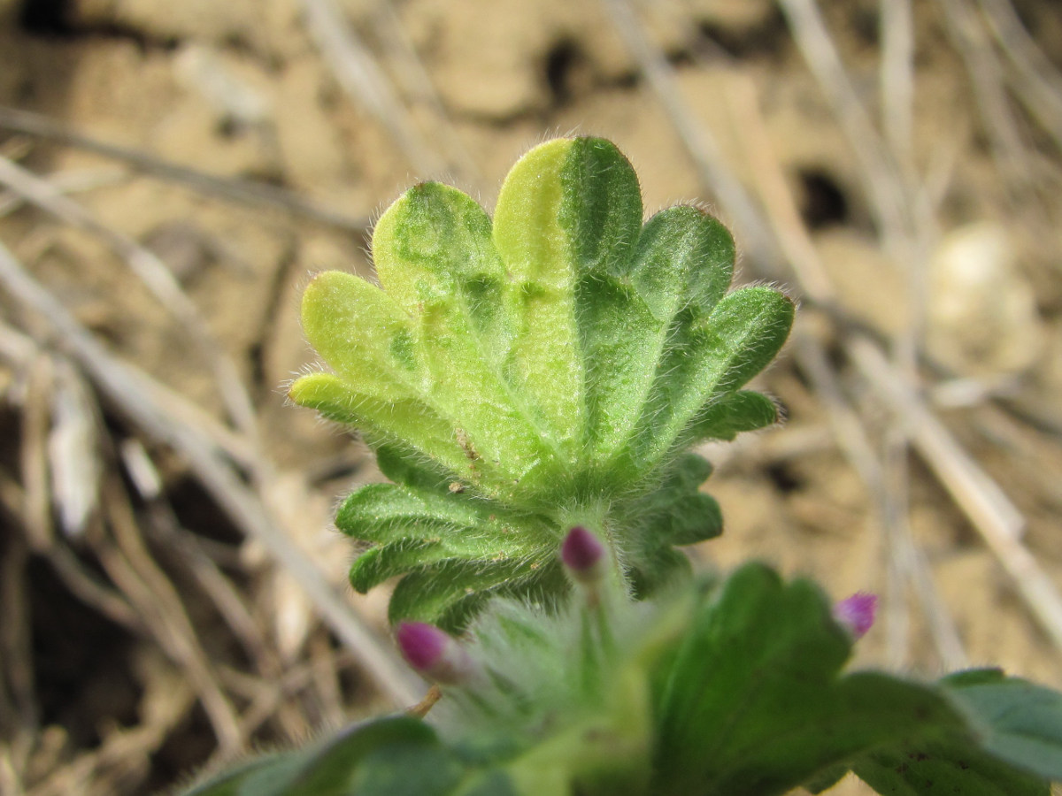 Изображение особи Lamium amplexicaule.