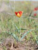 Tulipa suaveolens