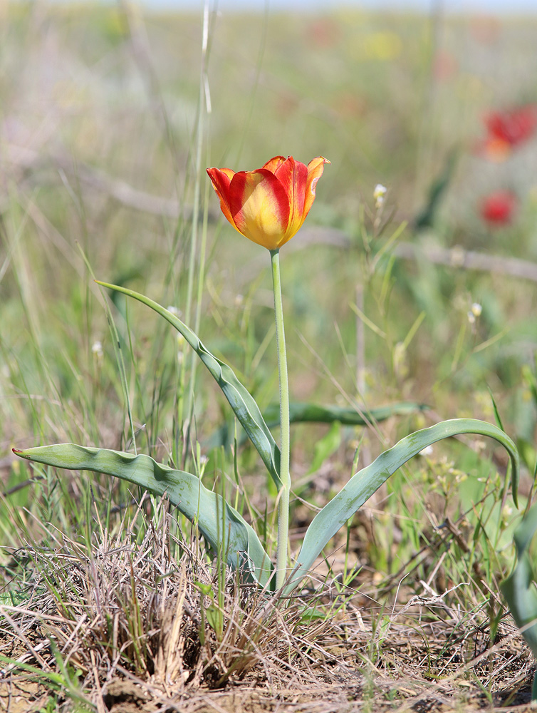 Image of Tulipa suaveolens specimen.
