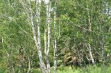 Betula pendula разновидность carelica