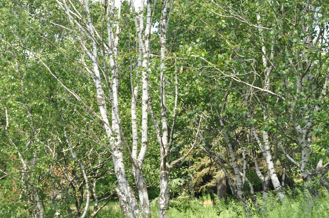 Image of Betula pendula var. carelica specimen.