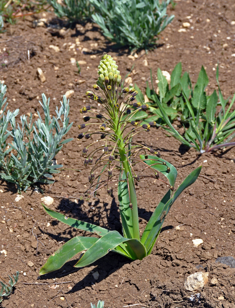 Image of Bellevalia sarmatica specimen.