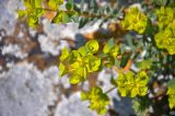 Euphorbia petrophila