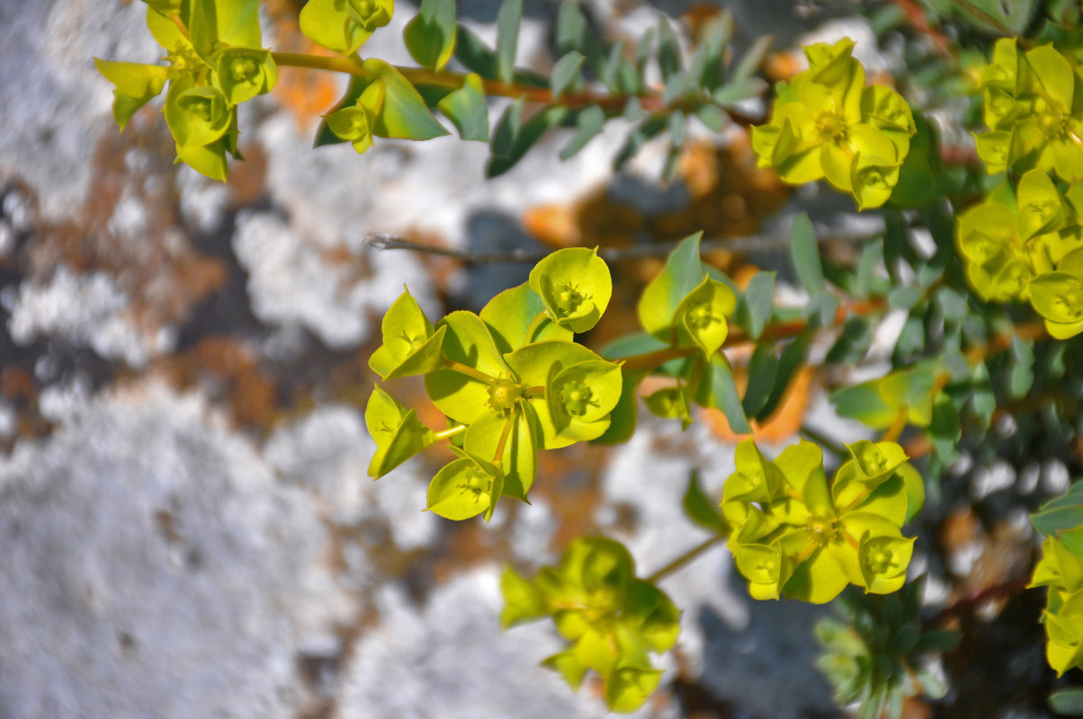 Изображение особи Euphorbia petrophila.