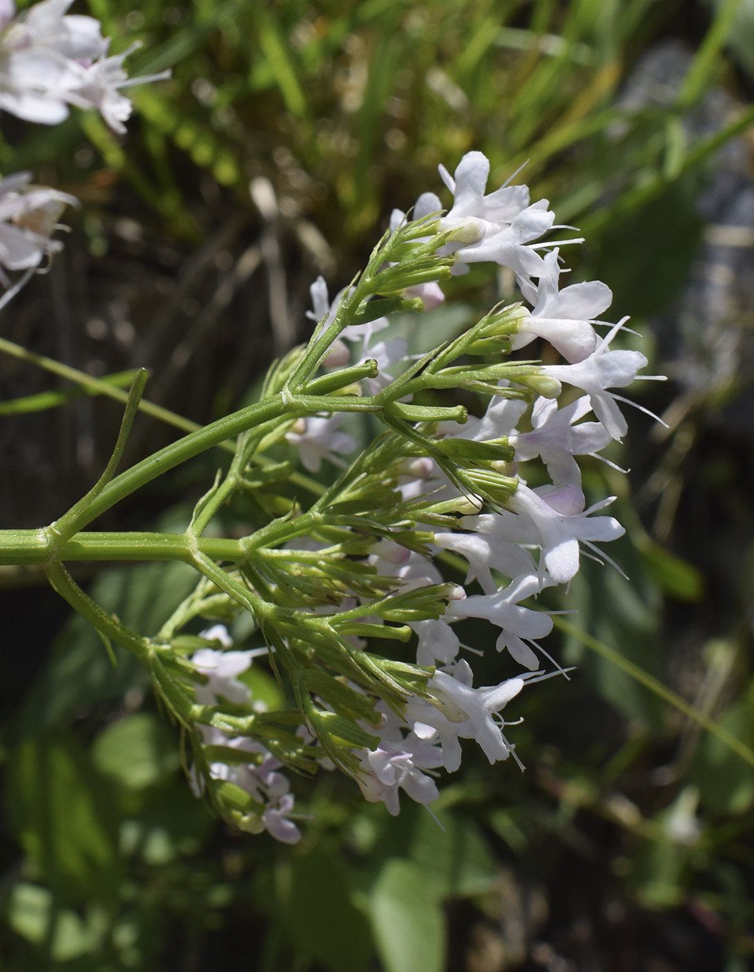 Image of Valeriana montana specimen.