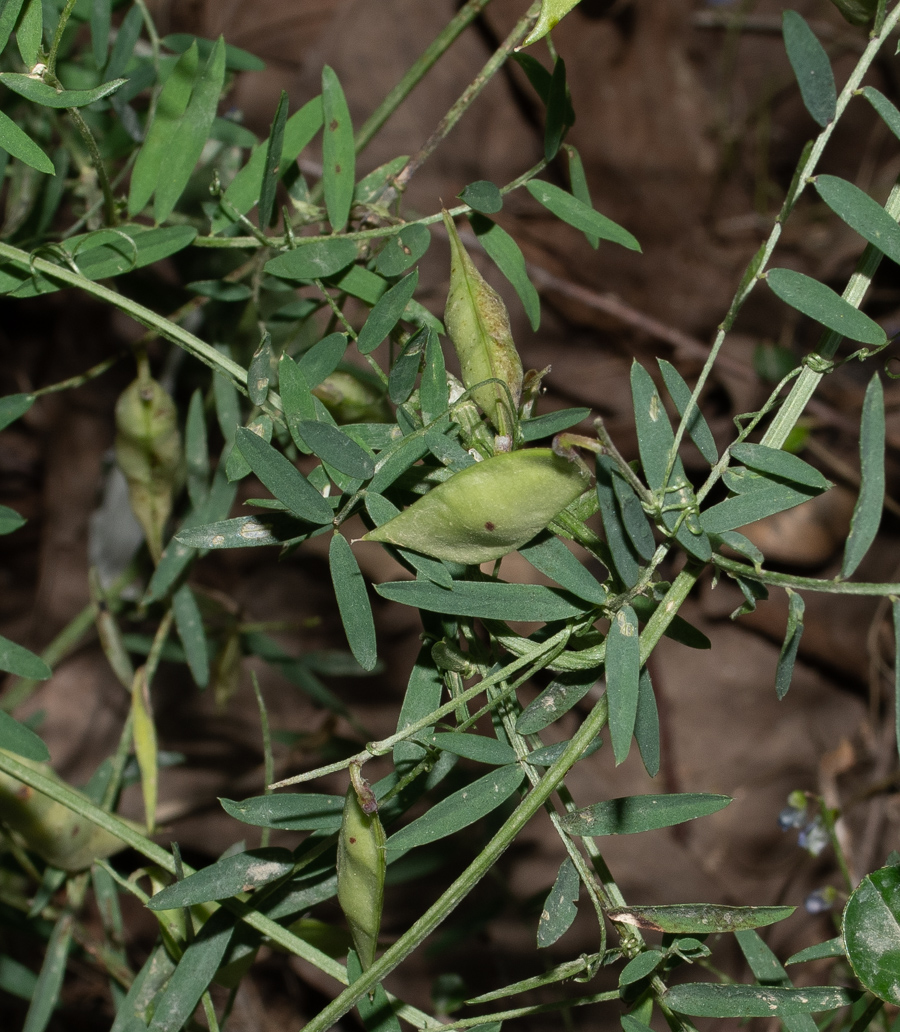 Изображение особи Vicia palaestina.