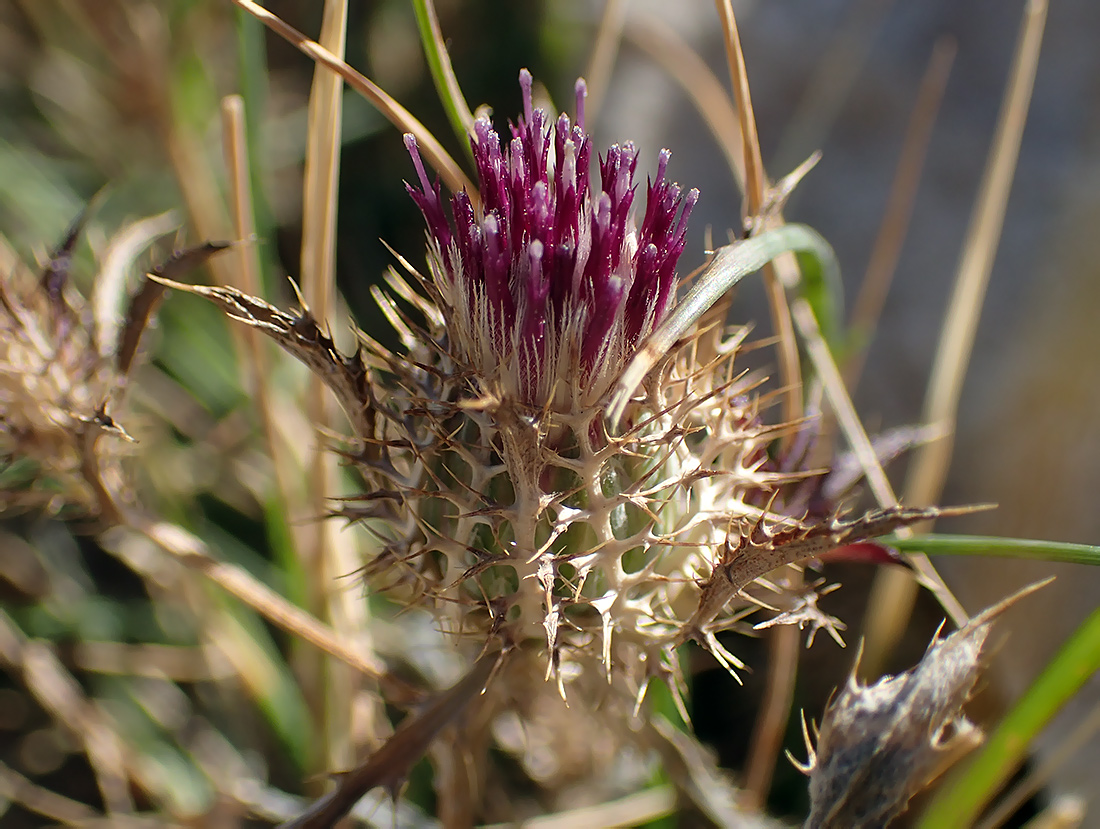 Image of Atractylis cancellata specimen.