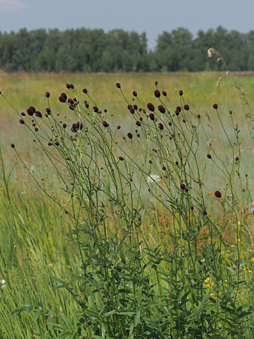 Image of Sanguisorba officinalis specimen.