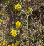 Medicago falcata