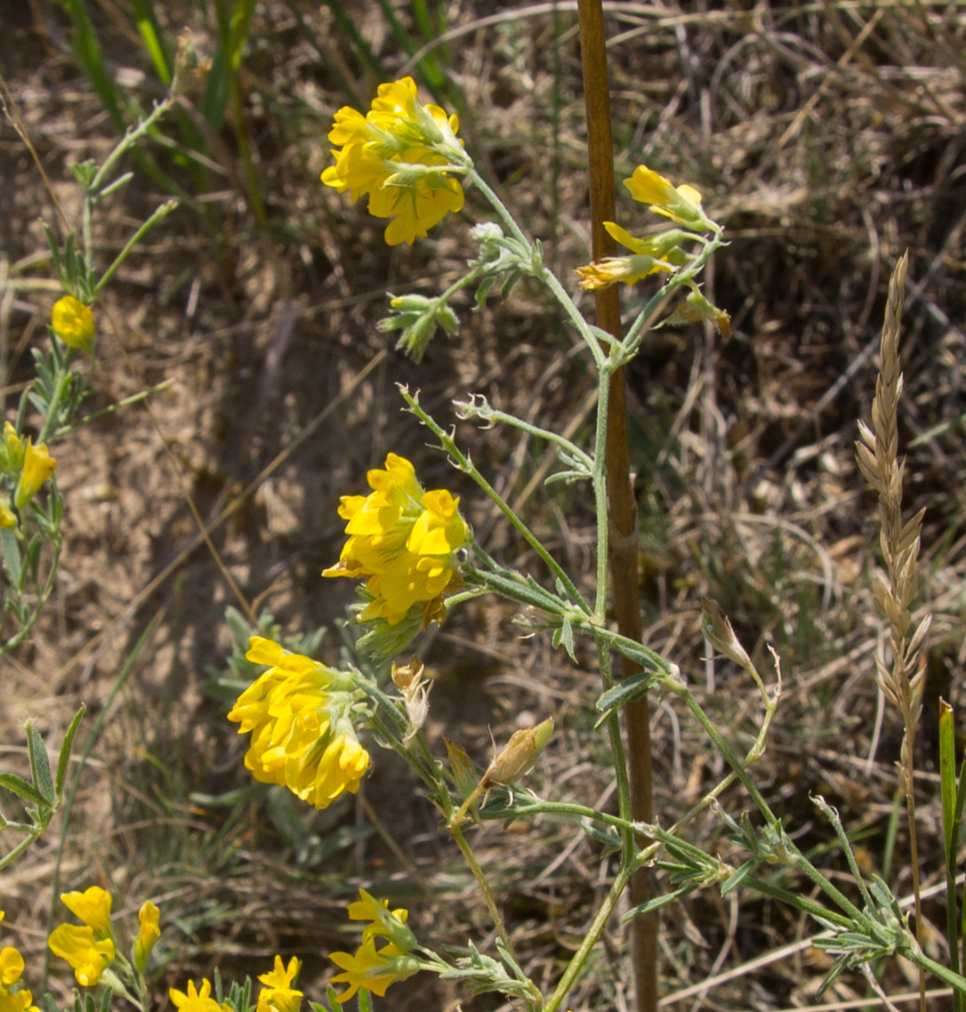 Изображение особи Medicago falcata.