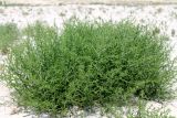 Salsola tragus. Вегетирующее растение. Казахстан, г. Актау, песчаный берег моря. 30 июня 2021 г.