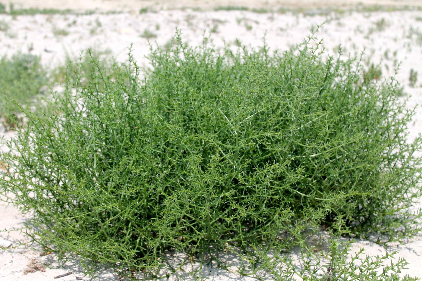 Изображение особи Salsola tragus.