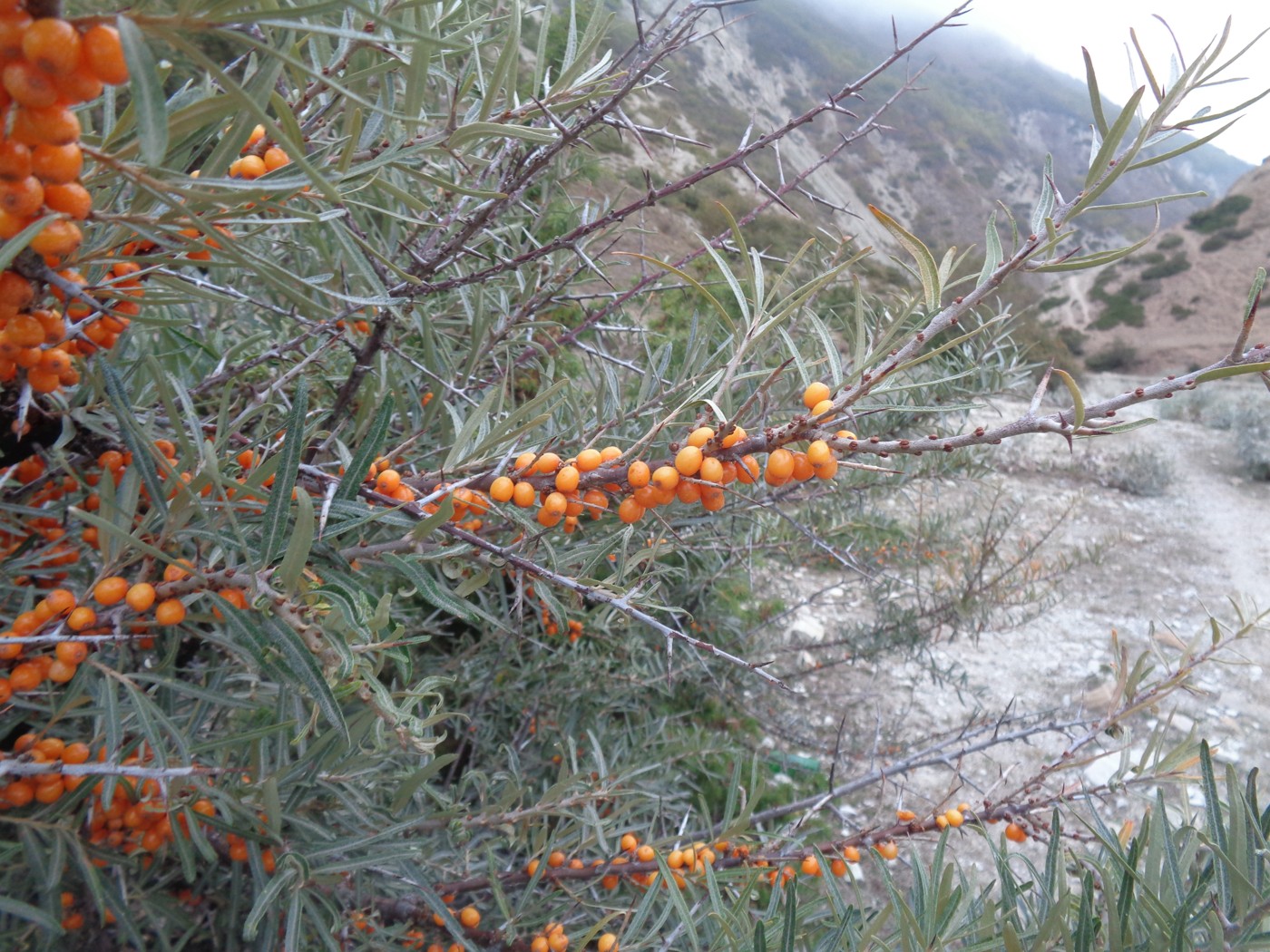 Image of Hippophae rhamnoides specimen.