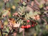 Sorbus turkestanica