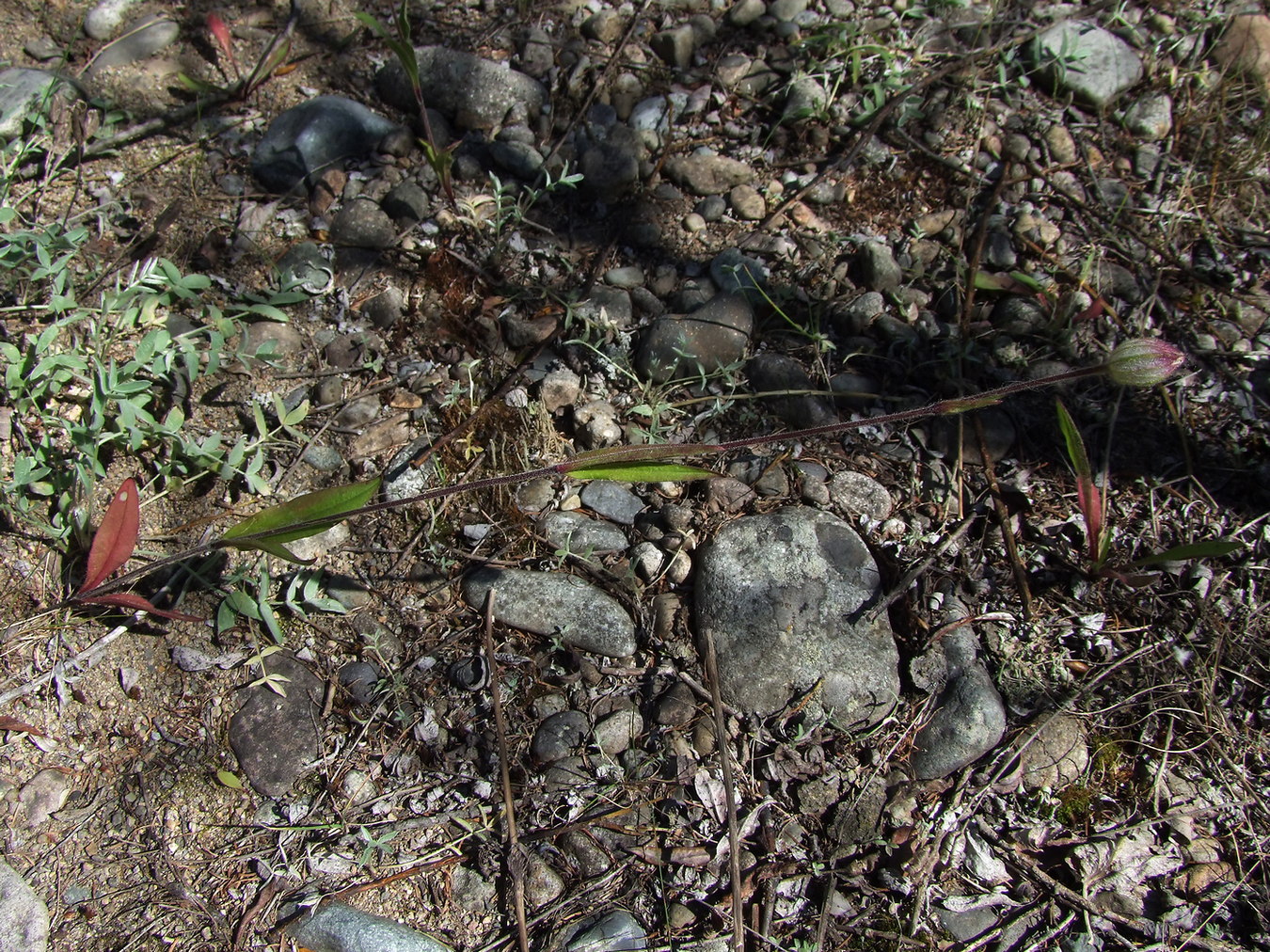 Image of Gastrolychnis brachypetala specimen.