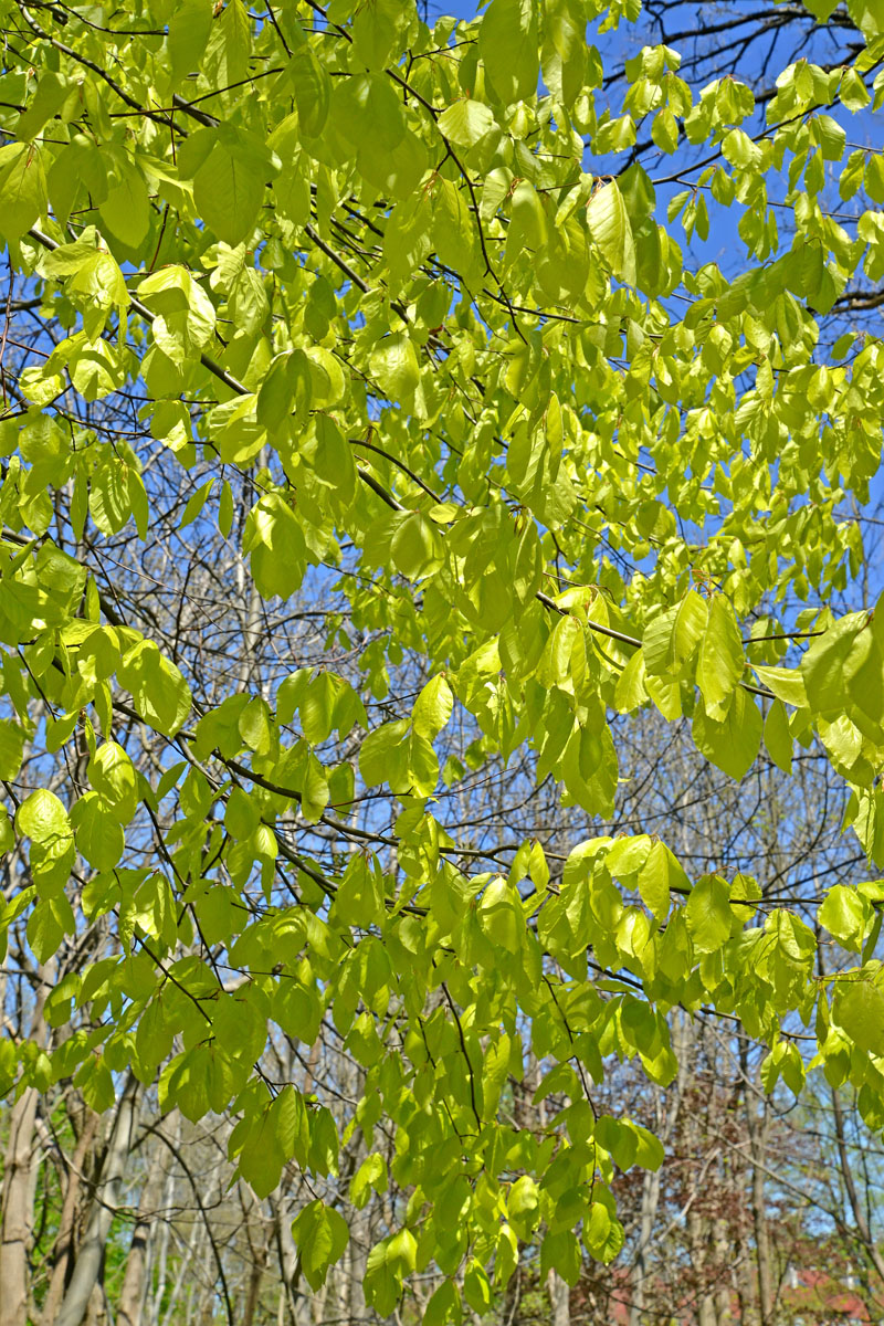 Image of Fagus sylvatica specimen.