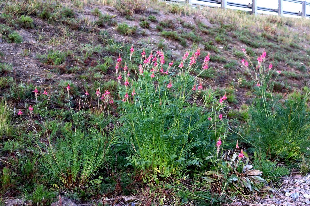 Image of Onobrychis arenaria specimen.