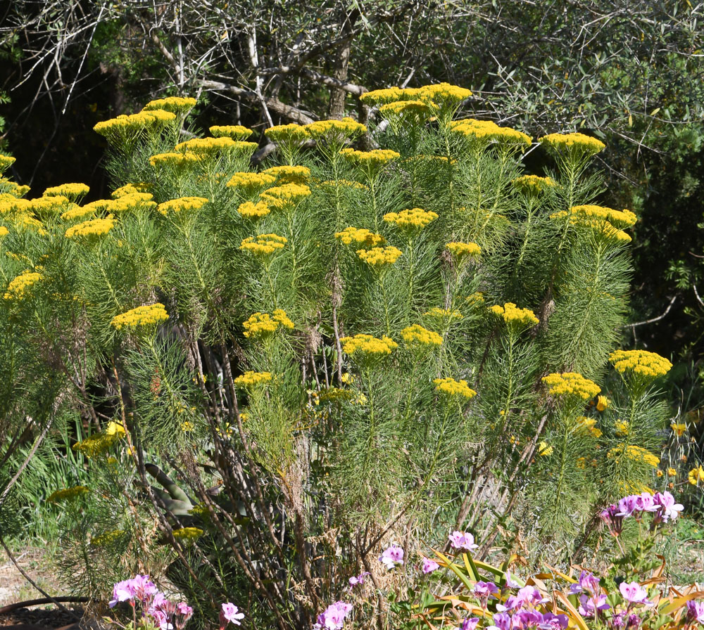 Изображение особи Hymenolepis crithmifolia.