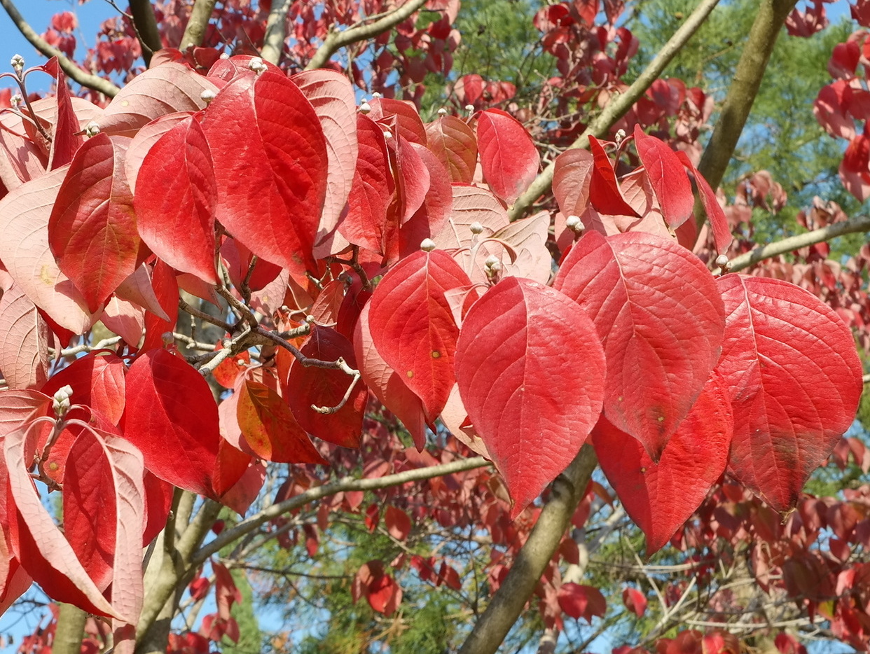 Image of Cynoxylon florida specimen.