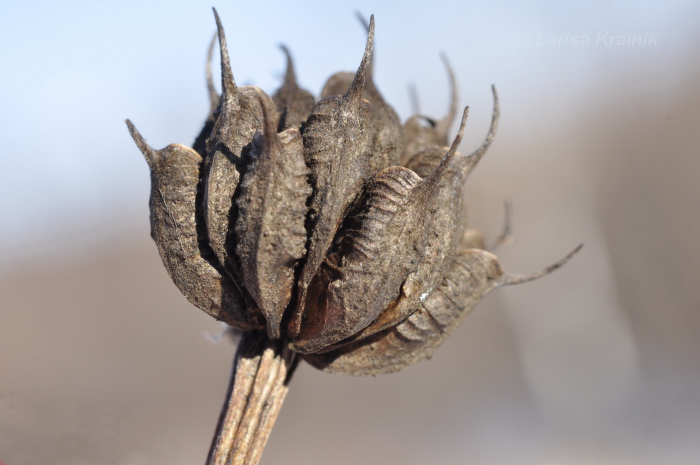 Image of Trollius chinensis specimen.