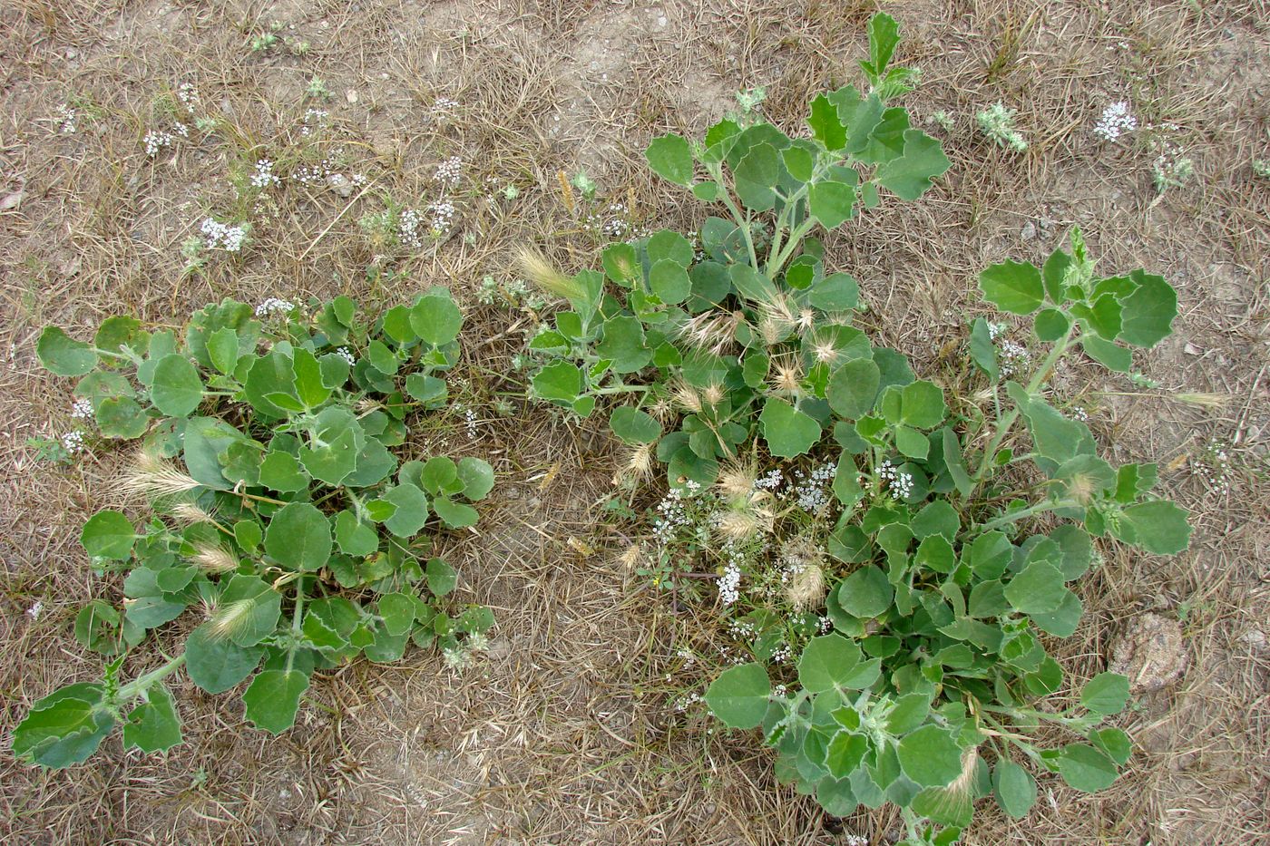 Image of Psoralea drupacea specimen.