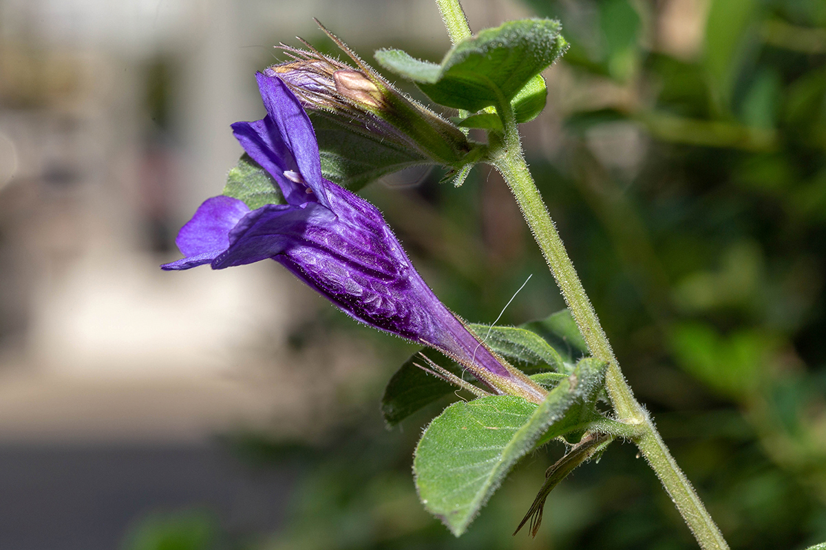 Изображение особи Dyschoriste thunbergiiflora.