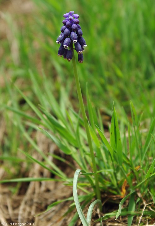 Изображение особи Muscari grossheimii.