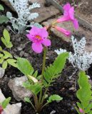 Incarvillea delavayi